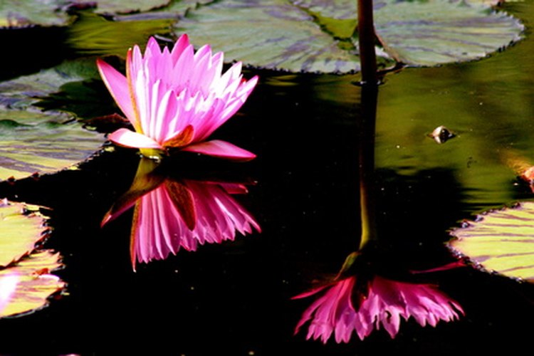 Una flowering rush flotando en un río.