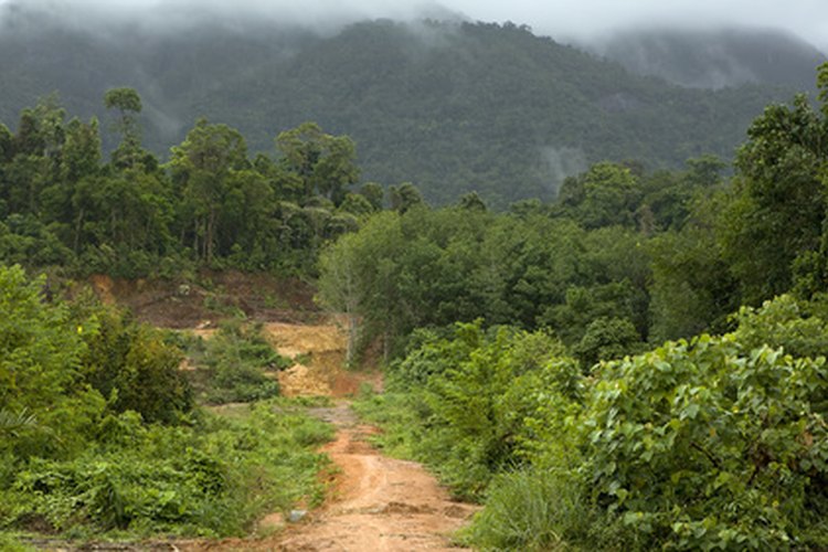 La alta precipitación de los bosques húmedos tropicales promueve la lixiviación de los suelos pesados.