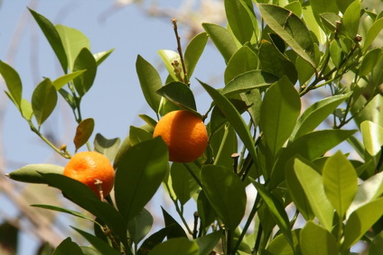 Árbol de naranjo.