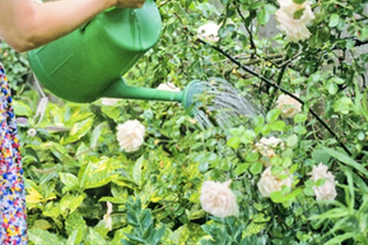 Plantas con riego excesivo pueden sufrir la pérdida de color.