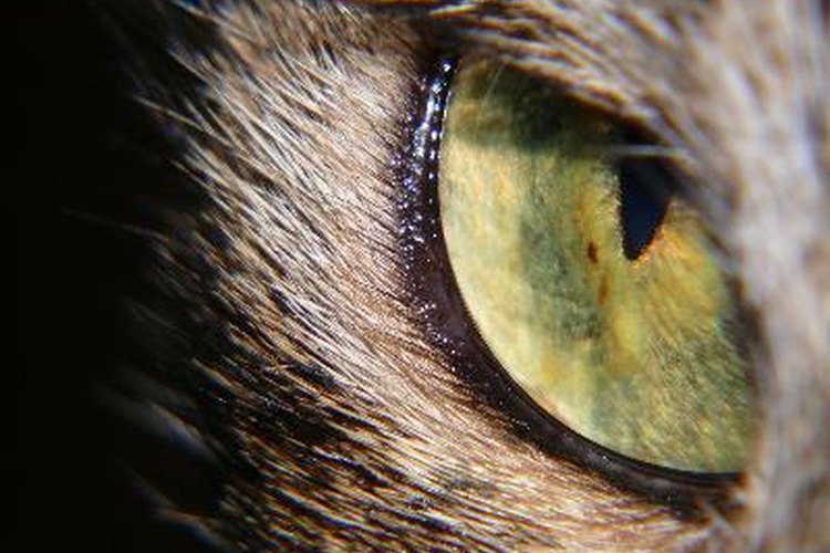Compara la anatomía del ojo humano y del ojo del gato.