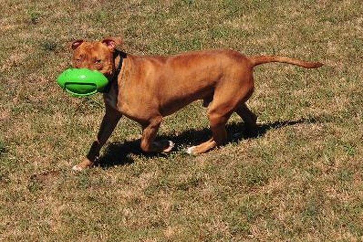 ¿Qué tanto crece un pit bull?