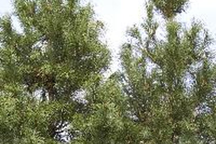 Sólo los "falsos" árboles de cedro son nativos de Estados Unidos.
