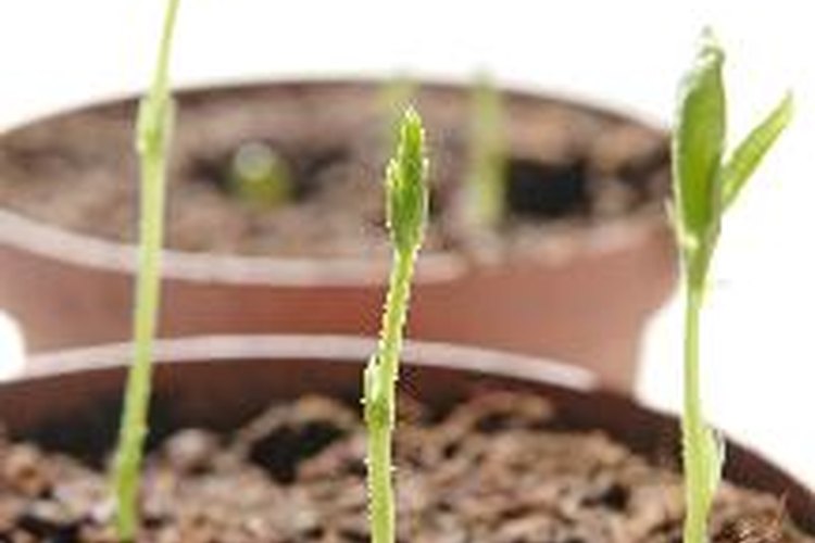 El azúcar en el agua puede promover el crecimiento en plantas.