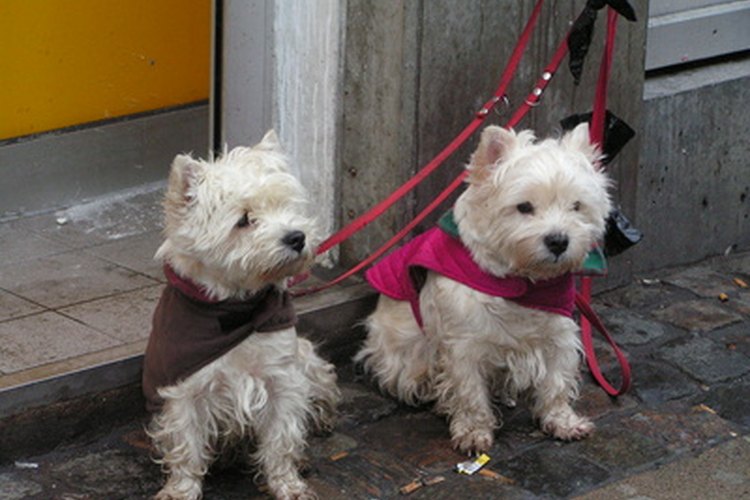 Los hallazgos clínicos en perros con cáncer de hígado varían dependiendo del tipo de tumor.