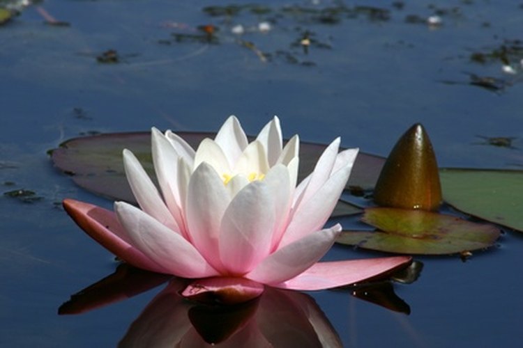 Las flores de lirio de agua pueden ser de color rosa, amarillo o blanco.