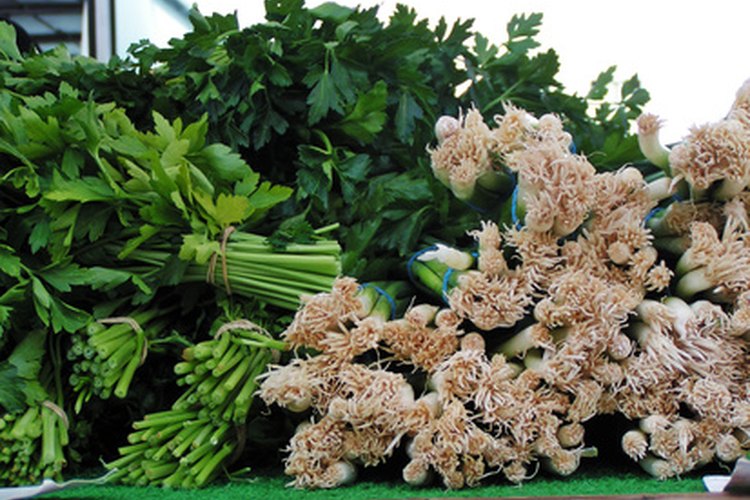 El cilantro es una hierba principal en la cocina mexicana.