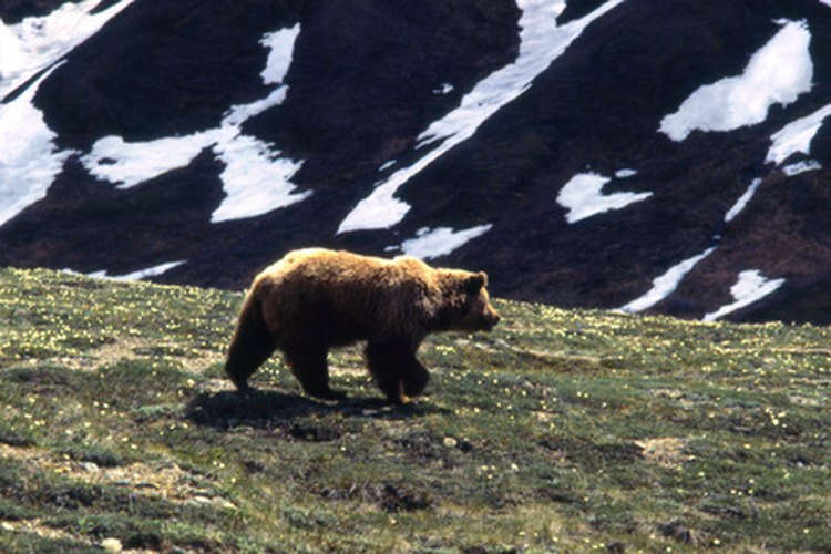 Los osos grises pasan la mayor parte del invierno hibernando en sus guaridas.