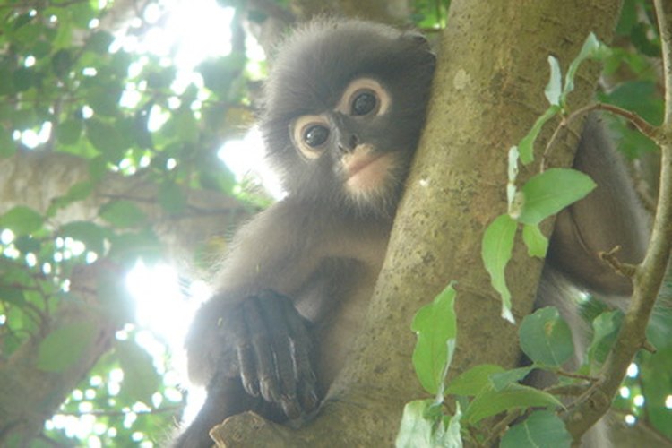 Los monos tropicales desarrollaron colas y brazos largos para moverse a través del dosel de la selva de manera segura.