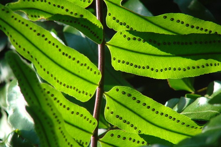 Las hojas de las plantas se ven verdes porque reflejan luz verde.