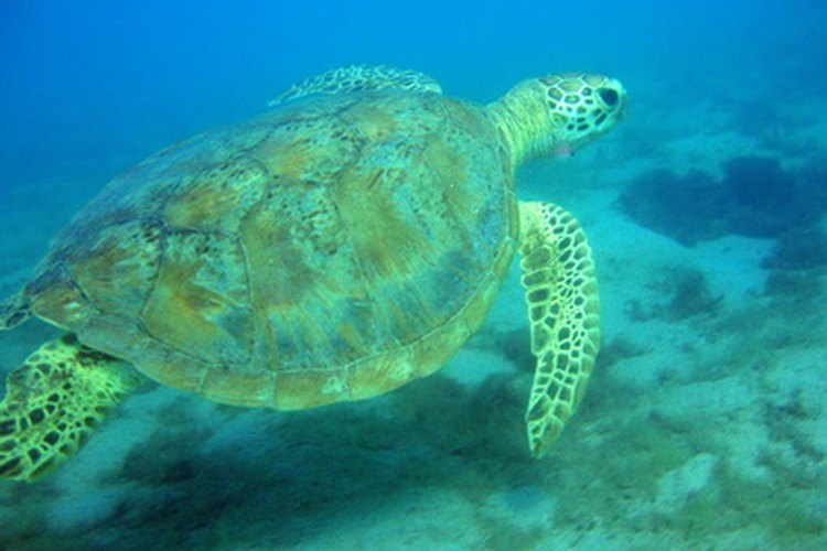 Mongabay reporta una disminución en las poblaciones de las tortugas del mar Caribe en un 99 por ciento en el 2006.