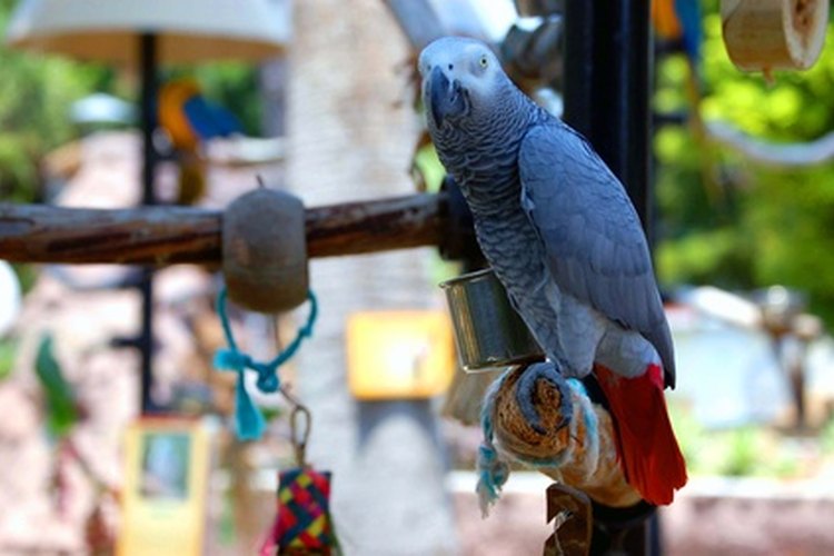 Los loros grises africanos son la especie de loro más notoria para aprender a imitar el lenguaje humano.