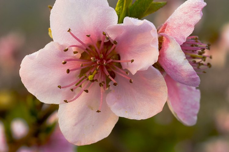 Flor de durazno.