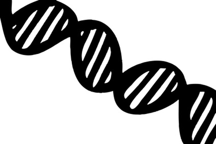 Representación esquemática de una molécula de ADN.