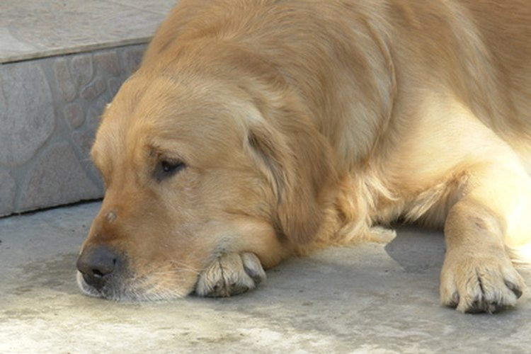 La prednisona es un tratamiento común para el linfoma en perros.