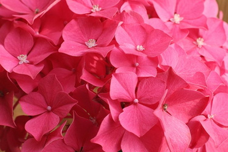Hay dos tipos distintos de hortensias.