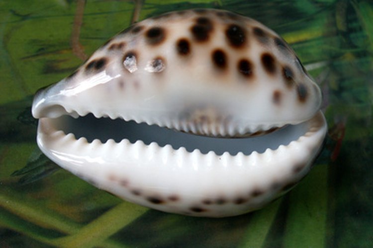 Las conchas cowry tienen un aspecto de pulido