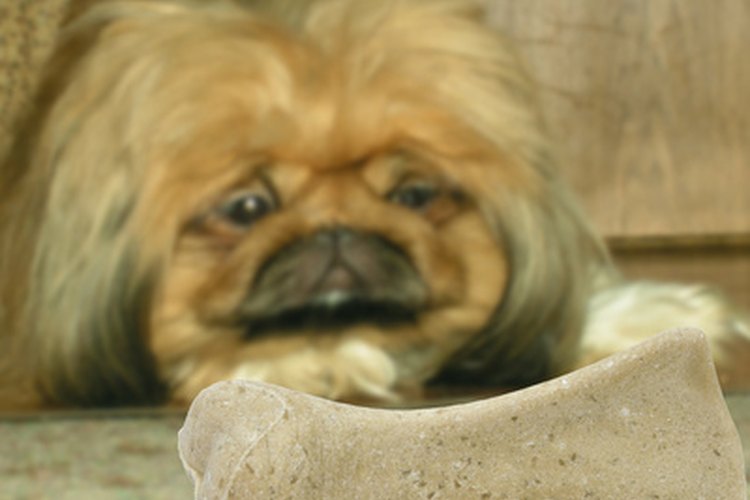 Los perros con reflujo ácido pueden estar indecisos en comer.