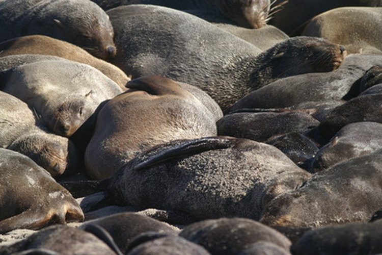 En alguna época, casi extinto, el lobo marino de la antártica ha experimentado un boom en su población.