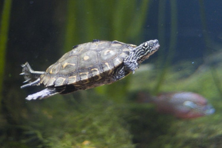 Las tortugas terrestres y las marinas son reptiles.