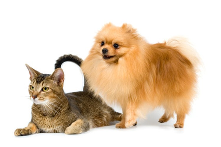El producto es utilizado en perros y gatos.