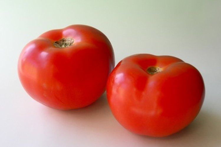 El cultivo sólido puede producir tomates gigantes.