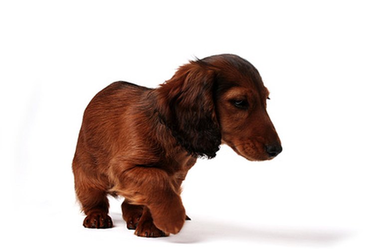 Los Dachshund pueden sufrir de la enfermedad de disco intervertebral.
