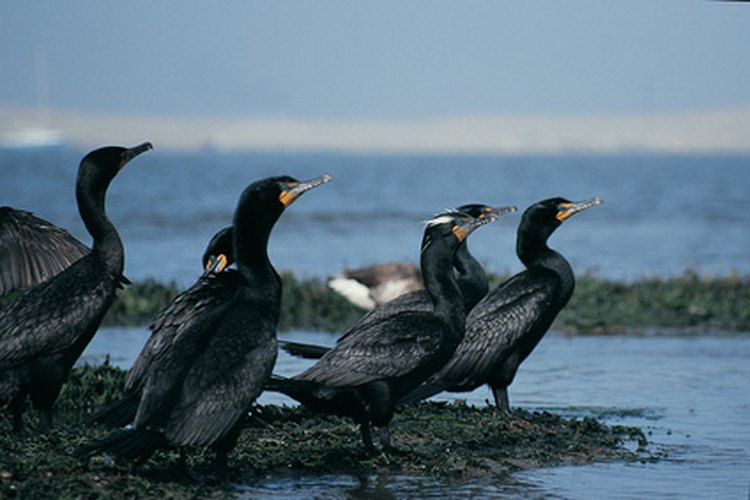 A los cormoranes de cresta doble les gustan los bagres channel.