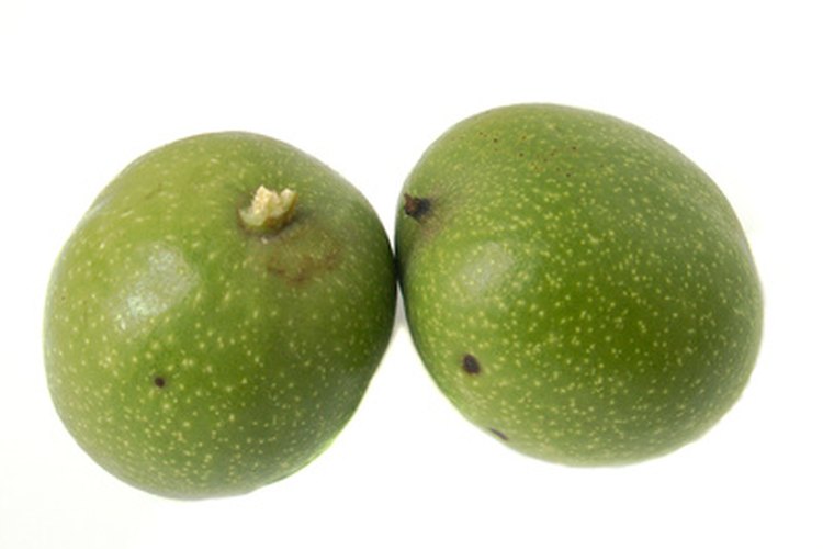 Frutos del nogal americano.