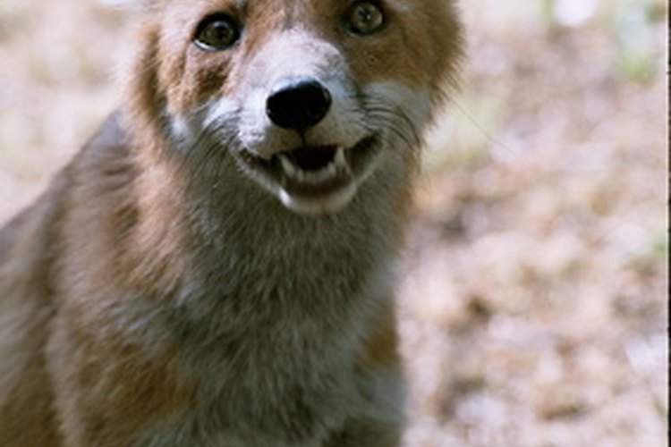 Presa del foxhound.