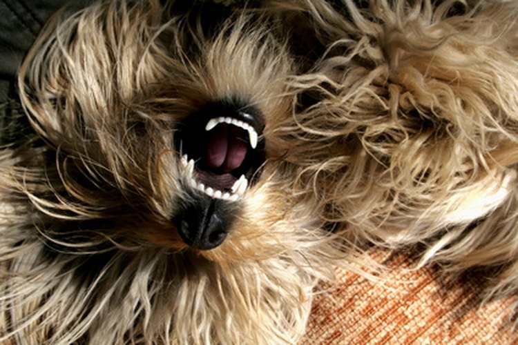 Los cachorros de raza con muchos dientes corren el riesgo de sufrir de enfermedad periodontal.