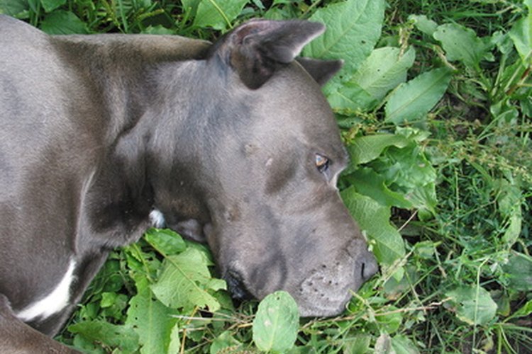 Algunos perros frotan sus cabezas en la hierba y en los jardines.
