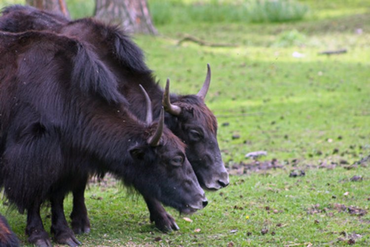Yaks pastando.