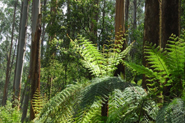 Bosque tropical.