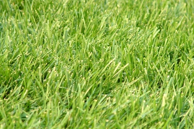 Los gusanos pueden causar daños en el jardín.