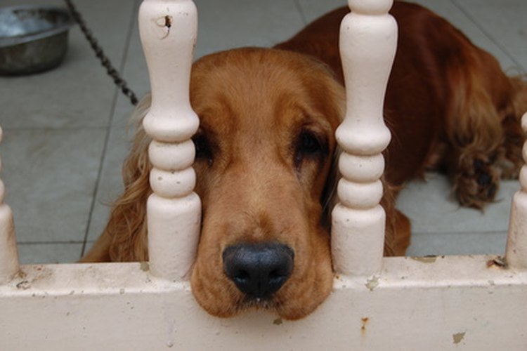 Los Cocker Spaniels son encantadores, pero necesitan de muchos cuidados con su pelo.
