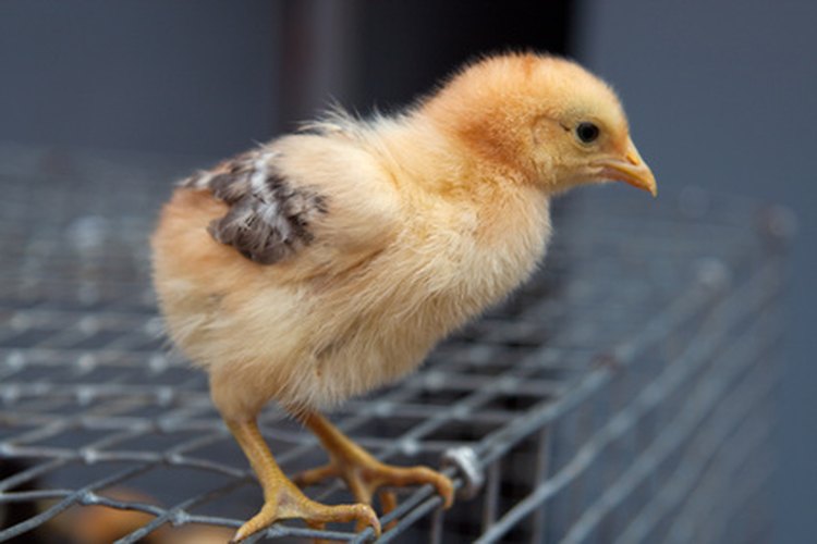 Las gallinas se picotean entre sí para mostrar su poder.