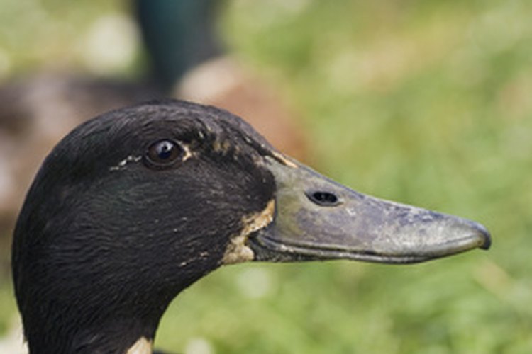 Conoce el sexo de las crías de pato.