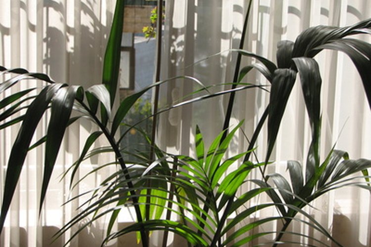 Una palmera kentia joven con el tiempo forma un tronco angosto.