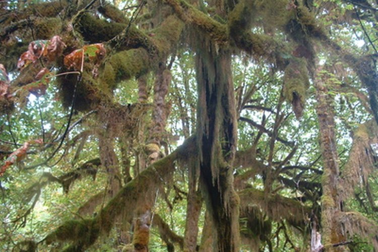 Selva tropical.