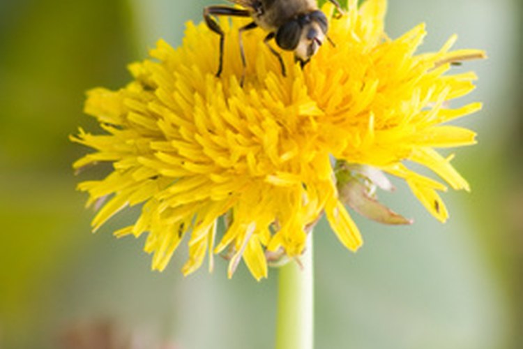 Las abejas masculinas son las que se llaman zánganos.