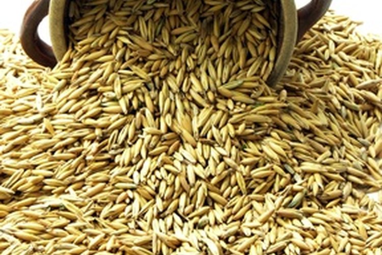 Las polillas india en la comida generalmente se alimentan de cereales y granos molidos toscamente.