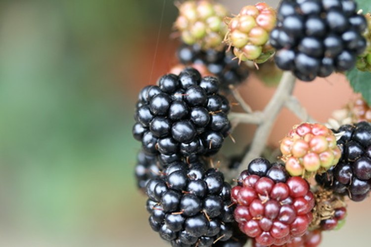Moras madurando a pleno sol.
