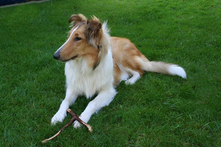 Collie.