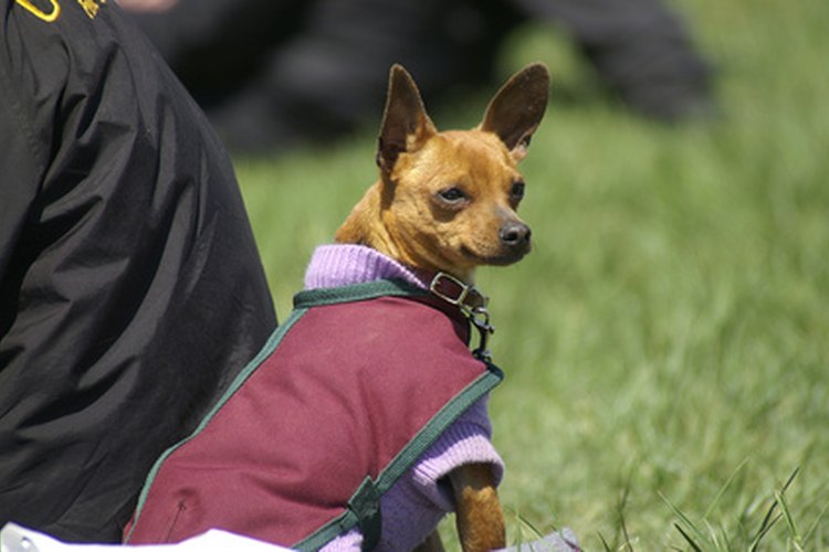 Es fácil hacer ropa pequeña para los perros chihuahua.