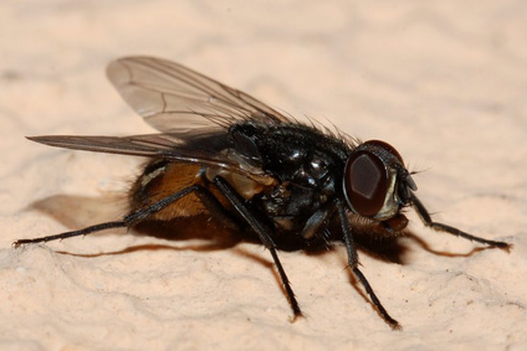 Al igual que los mosquitos, las moscas son una plaga.