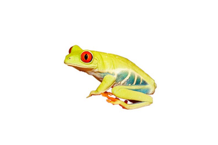 Los renacuajos son anfibios bebés.