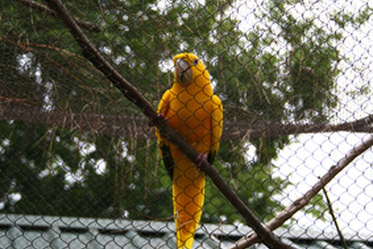 Los collares isabelinos evitan que los pájaros picoteen sus plumas.