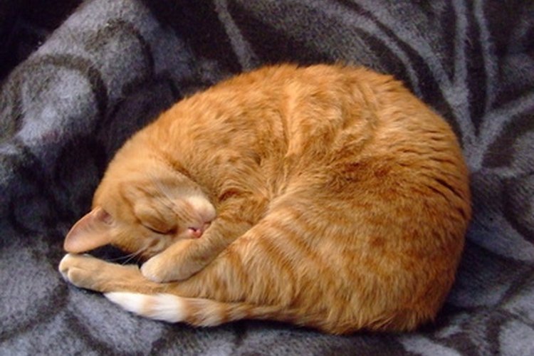 Los gatos están sujetos a una variedad de enfermedades conforme envejecen porque sus sistemas inmunológicos no son tan fuertes como lo fueron una vez.