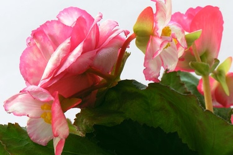 Las begonias son una hermosa adición a cualquier jardín.